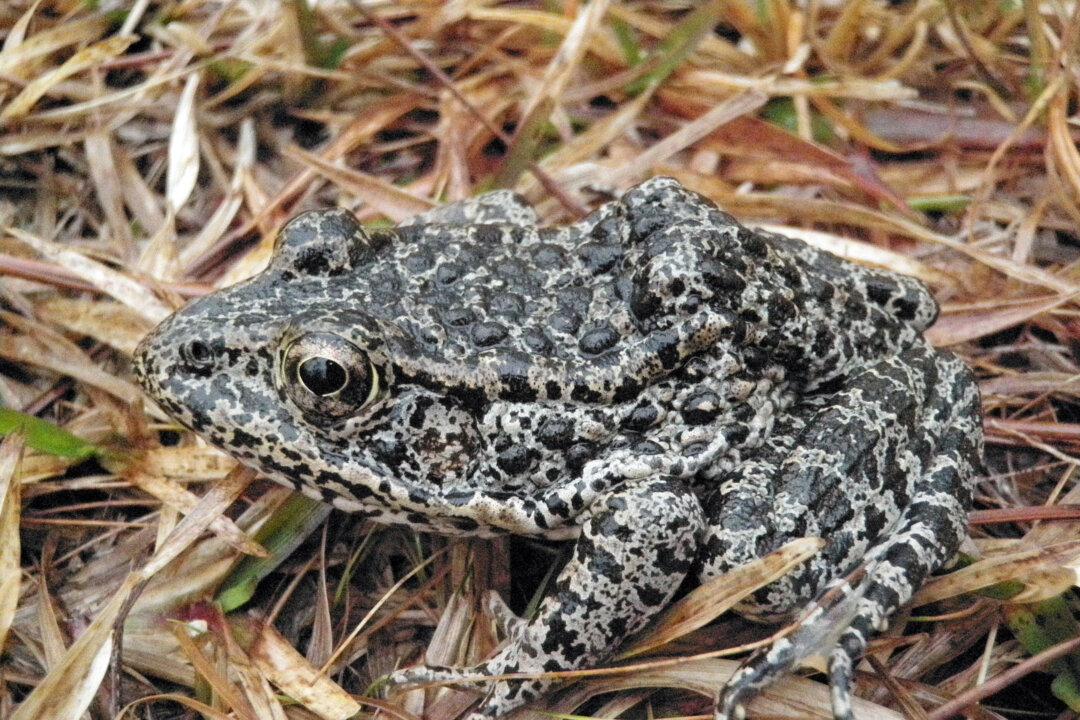Endangered Frog Takes Center Stage as Supreme Court Begins New Term