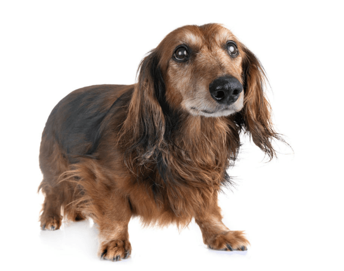 Connecticut Family Reunited With Dog Missing for 5 Years