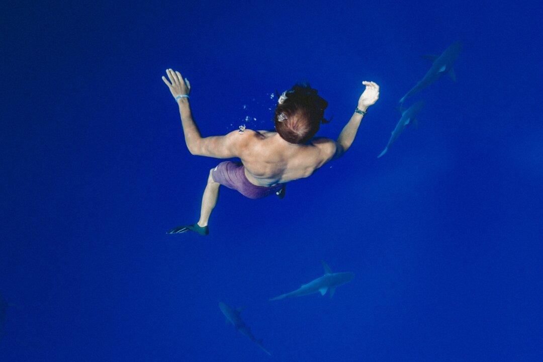 How Diving With Sharks Could Help Us Improve Cybersecurity