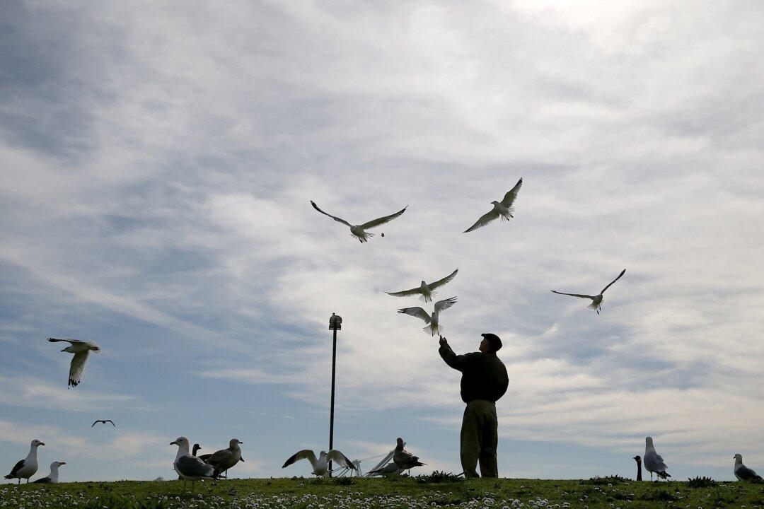 Waterfowl Hunting Available at Ecological Reserve in Next 3 Months