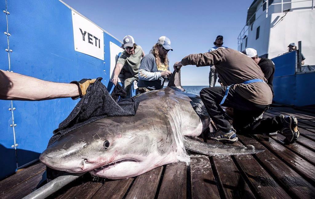 Celebrity Shark Arrives in Newfoundland