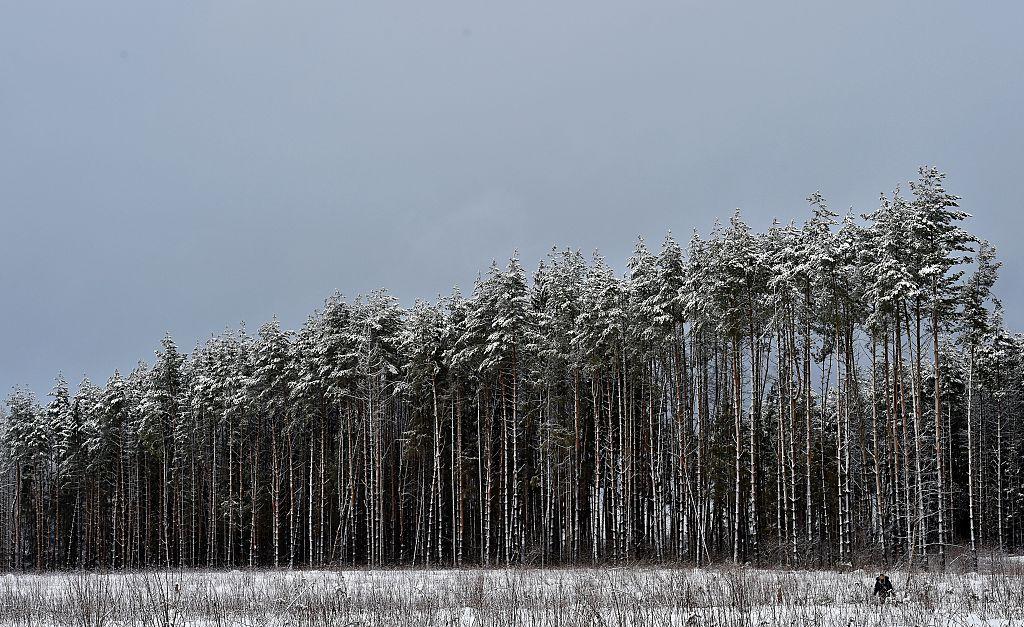 China’s Timber Demand Is Destroying Forests in Russia and Zambia
