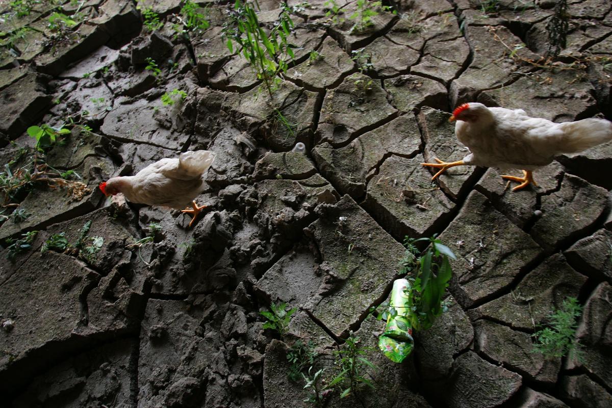 China Is Facing Food-Supply Crisis, Notable Challenges to Regime’s Ambitions