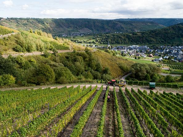 Climate Change Hits Germany, and Winemakers Couldn’t Be Happier
