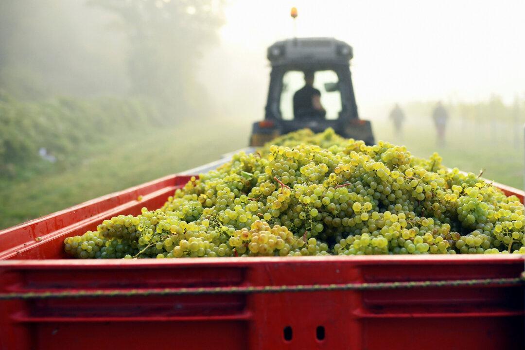 Bumper Harvest Gives English Winemakers Extra Fizz