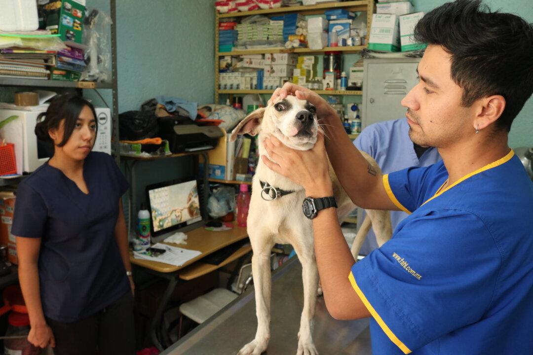 Despite Love for Pet Dogs, Mexico Has Highest Number of Stray Dogs in Latin America