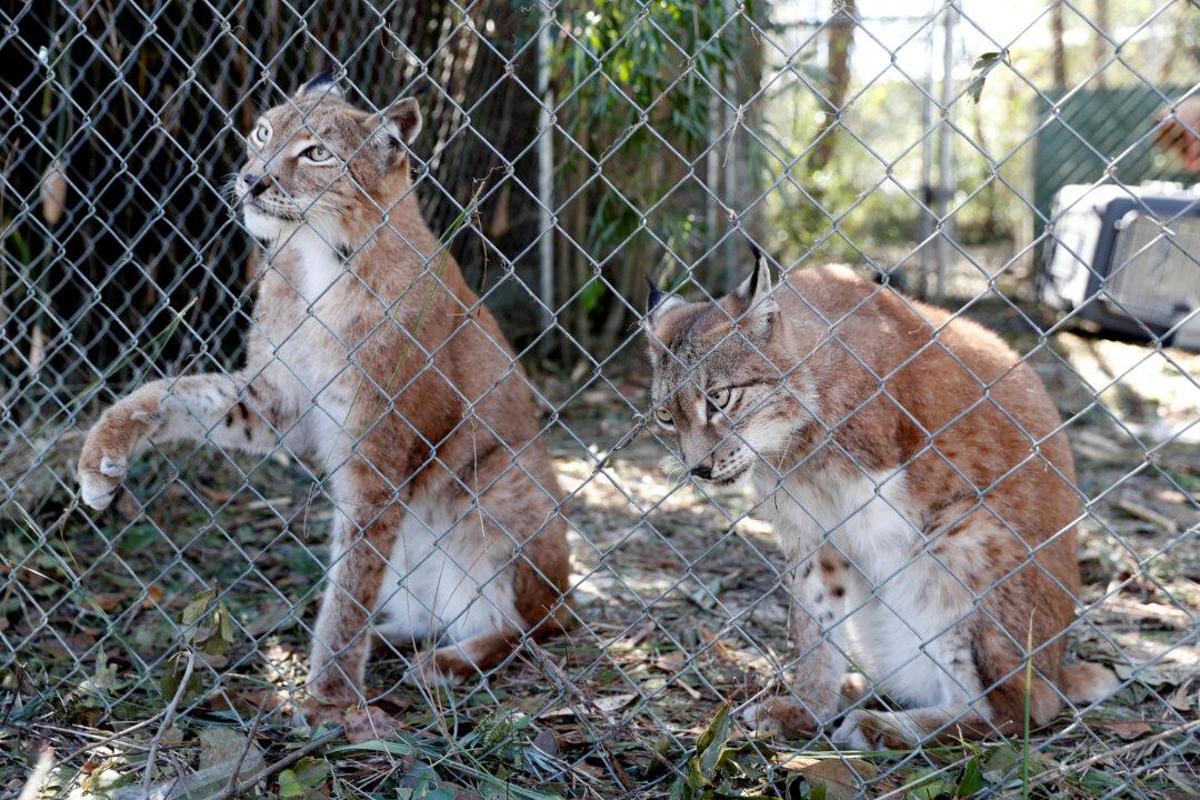 Florida Wild Cat Sanctuary Caught in Hurricane’s Path