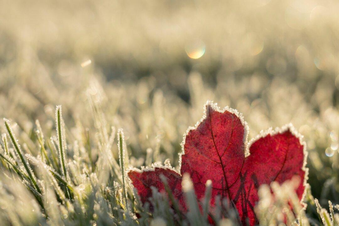 Let Nature Push You to Grow Before the First Frost Arrives