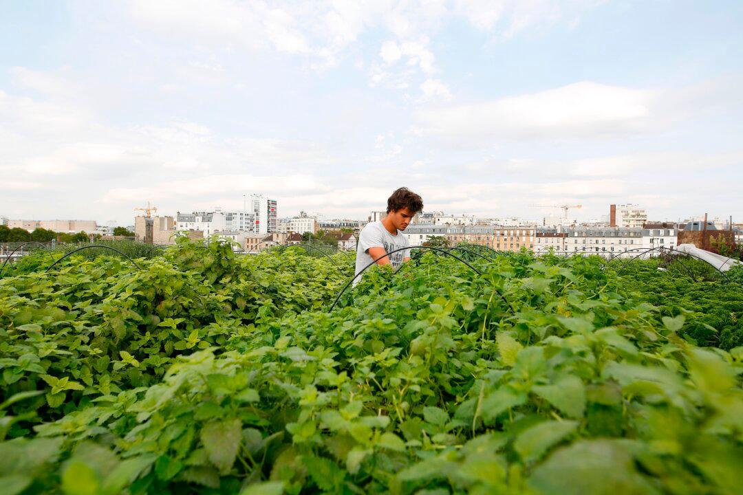 Paris Leads the Way in France’s Growing Urban Farming Industry