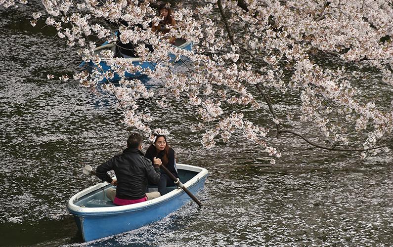 A couple in a rowboat admires blooming cherry blossoms in Tokyo on April 4, 2016. (Kazuhiro Nogi/AFP/Getty Images)