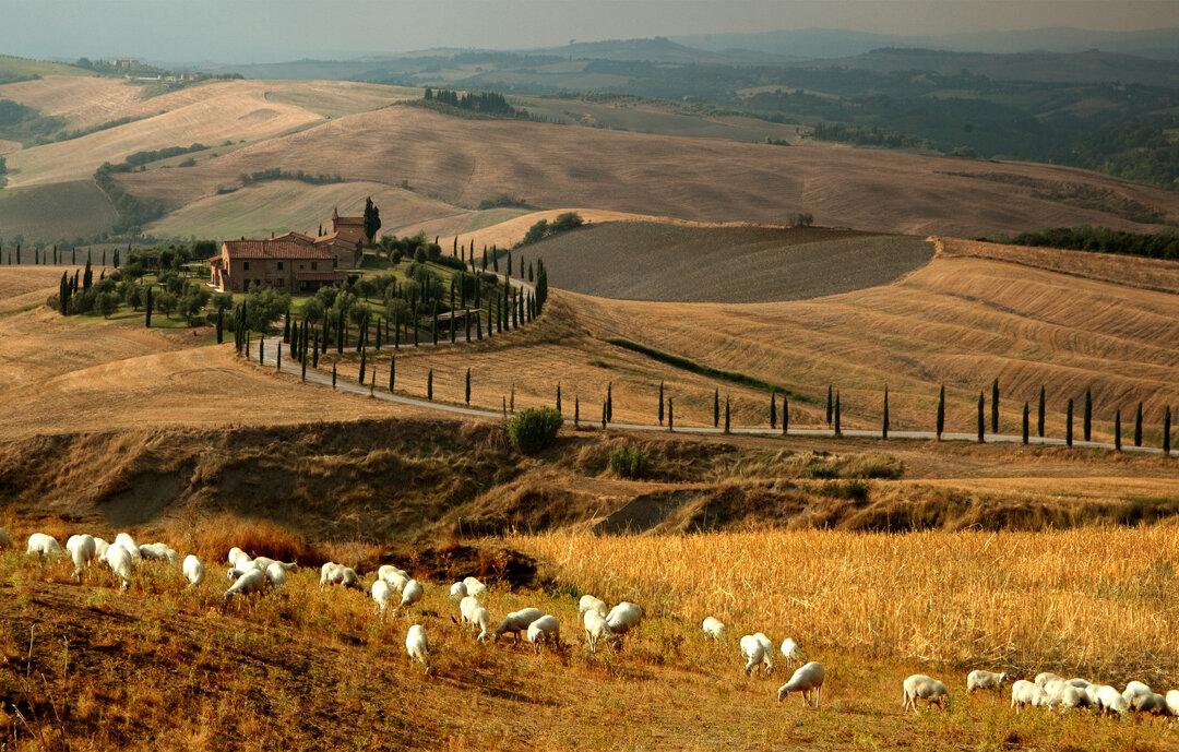 A Pecorino to Savor Under the Tuscan Sun