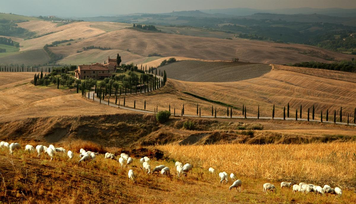 A Pecorino to Savor Under the Tuscan Sun