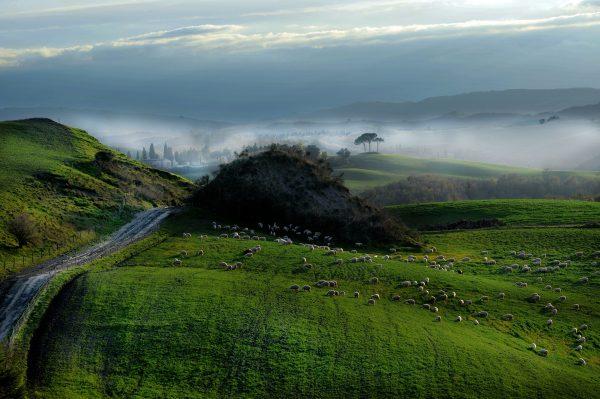 The hills of Tuscany are covered in pastures. (Courtesy of the Consortium for Pecorino Toscano PDO)