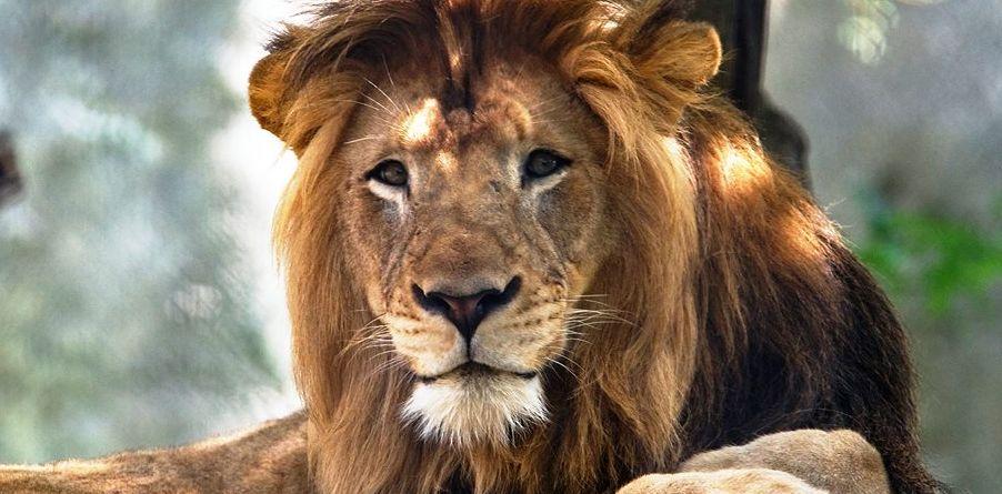Female Lion Kills Male Lion in Indiana Zoo: Reports