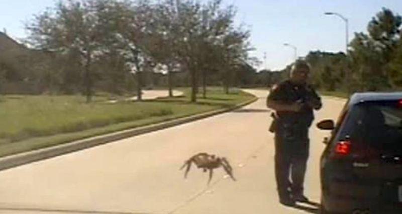 Video: ‘Giant’ Spider Crawls Toward Texas Officer During Traffic Stop