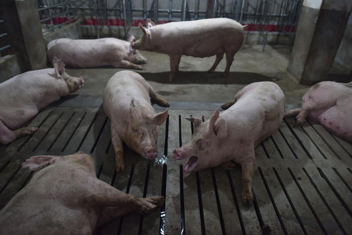 African Swine Fever Found in Southwestern China, Confirming Spread Throughout Country