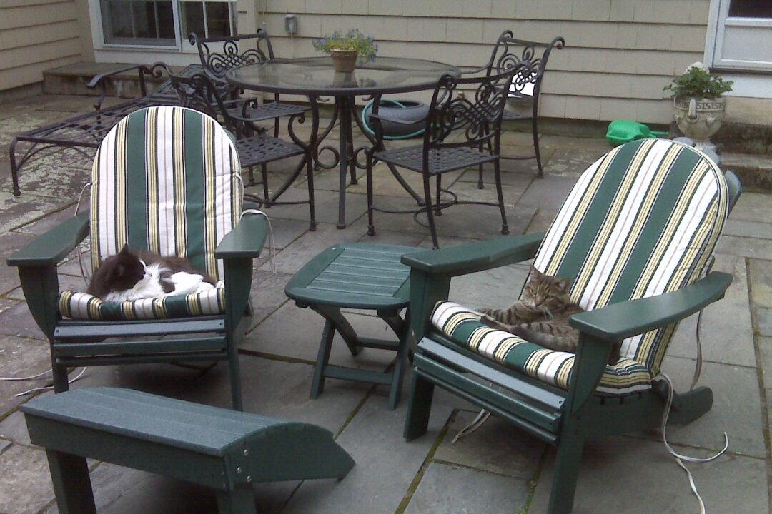 My Stuttering Service Cats