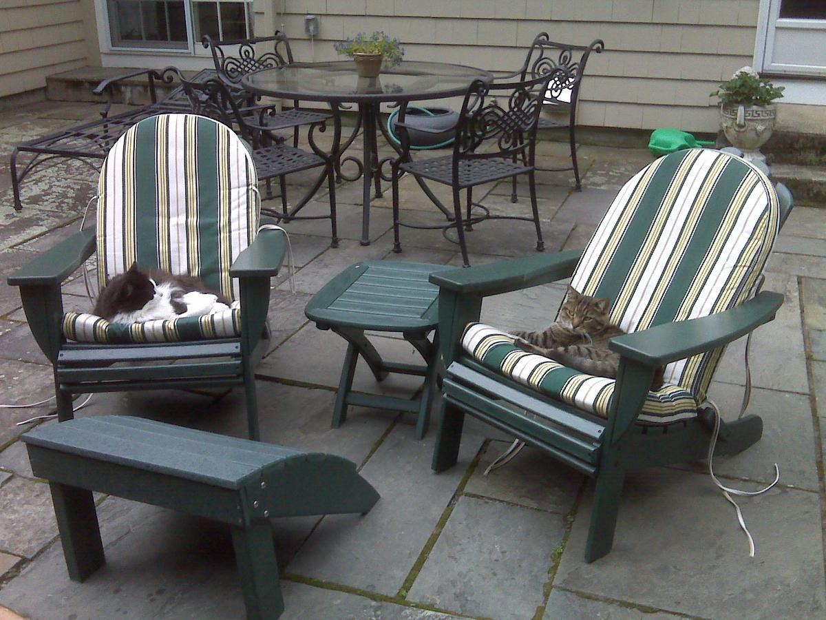 My Stuttering Service Cats