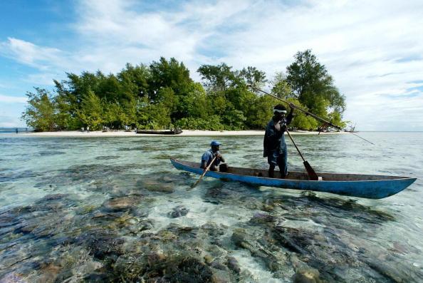 China’s Timber Demand Is Destroying Forests in South Pacific Countries