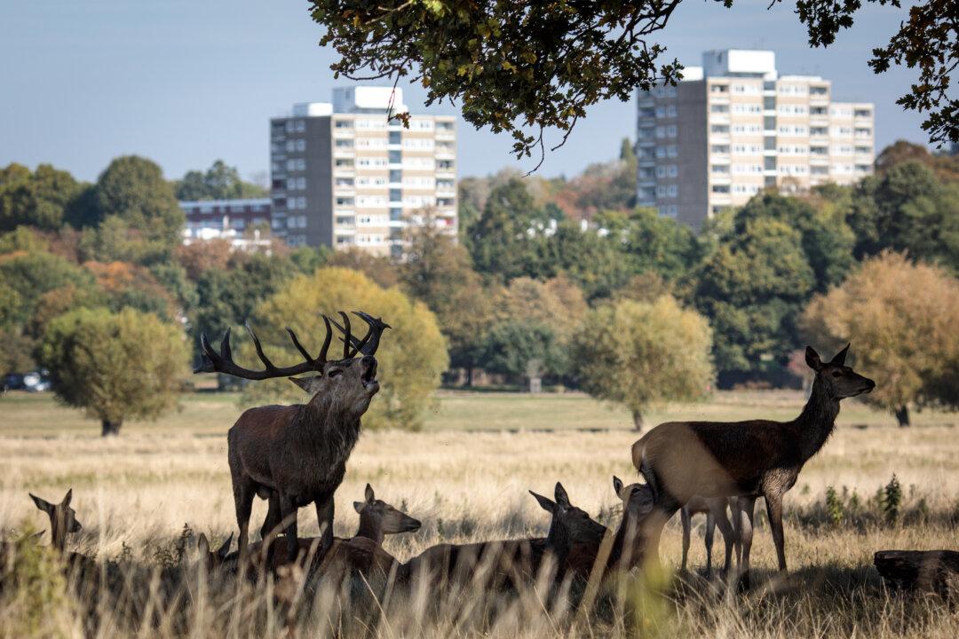 London Dog Walker Fined £600 for Deer Attack in Royal Park