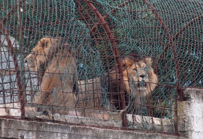 Animals Removed From Albanian Zoo Over Malnourishment Fears