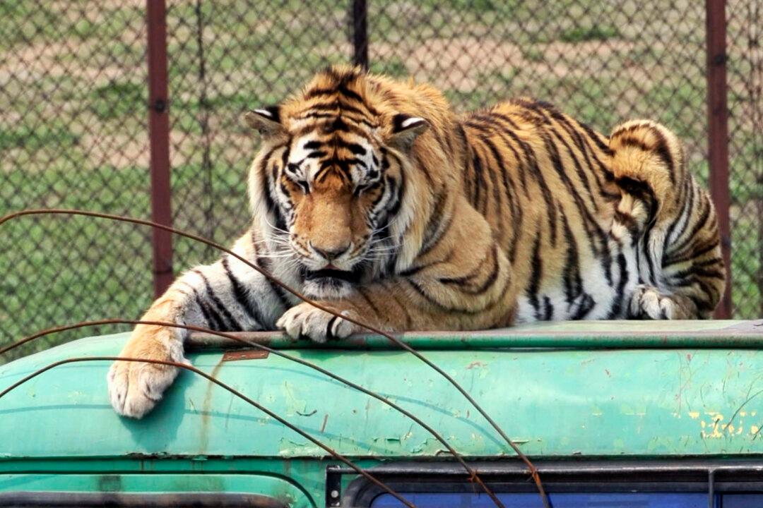 China Reverses Ban on Trade in Tiger, Rhino Products
