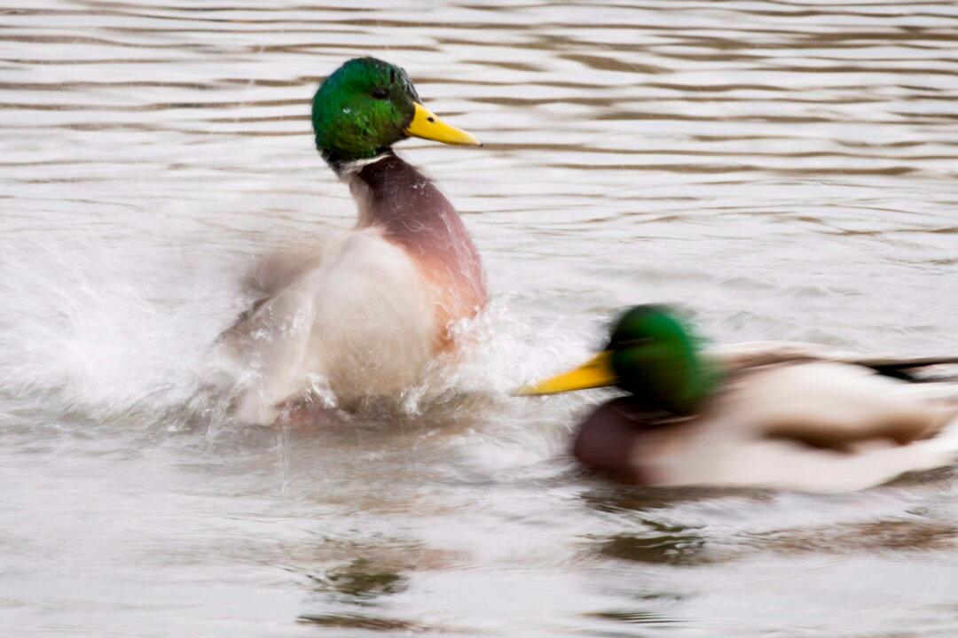 Rare Mandarin Duck at Park in Burnaby, B.C., Could Be an Escaped Pet