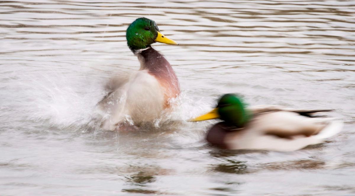 Rare Mandarin Duck at Park in Burnaby, B.C., Could Be an Escaped Pet