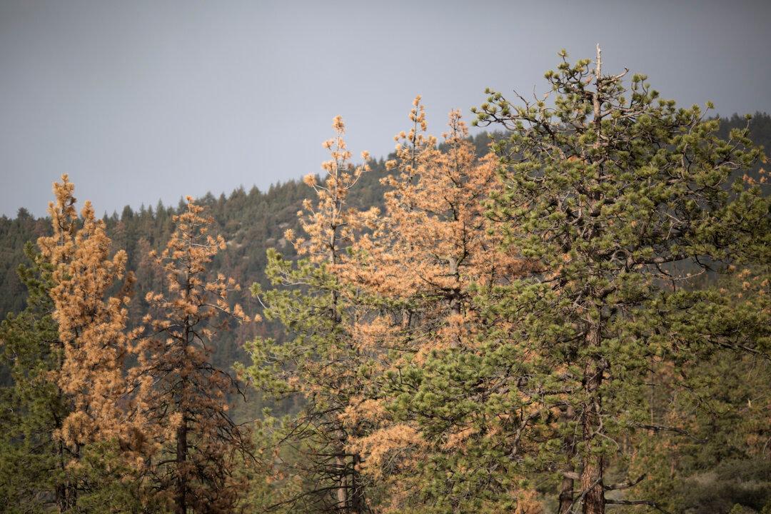 California Private Forests Closed to Public Due to Wildfire Risk