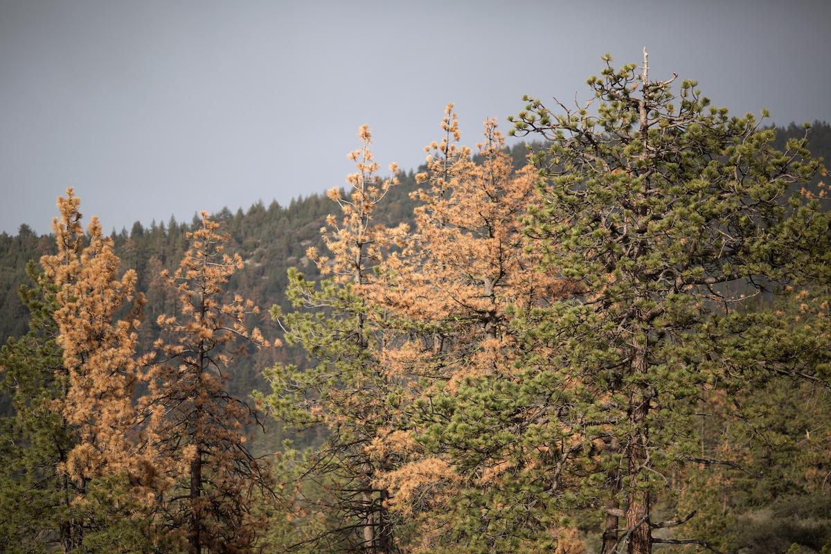 California Private Forests Closed to Public Due to Wildfire Risk