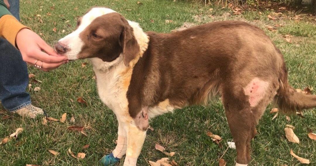 Camp Fire Ravages Town of Paradise, California, but Family Dog Survives