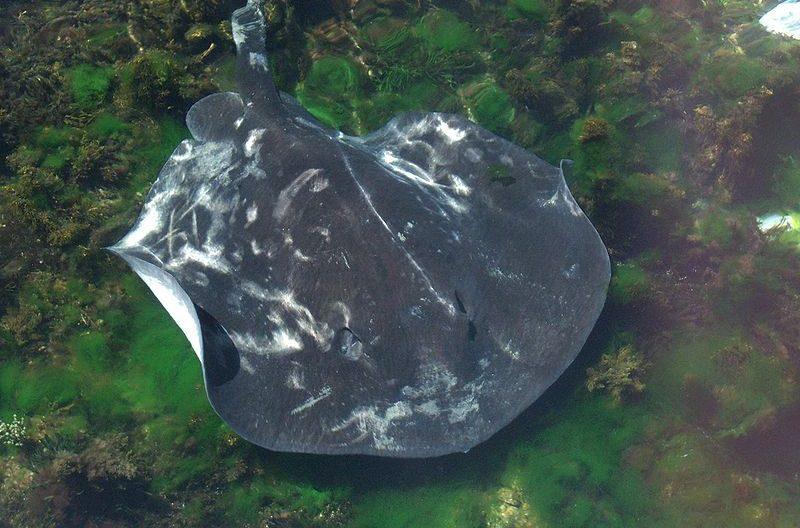 Man Killed in Likely Stingray Attack at Australian Beach