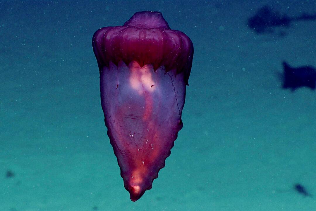 Scientists Share Amazing Images From Deep-Water Probes in Caribbean Waters