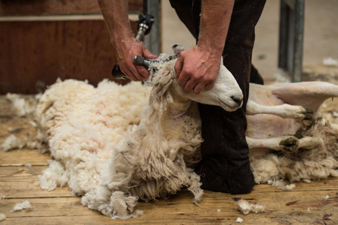 Animal Rights Activists PETA Demand British Village Called Wool Change Its Name