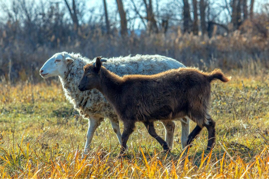 The True Origin of Left and Right