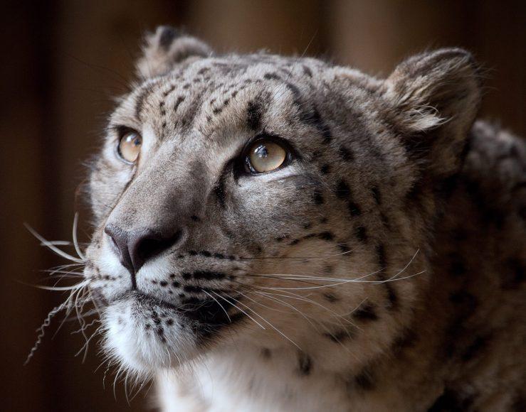Rare Snow Leopard Shot After Escaping Zoo