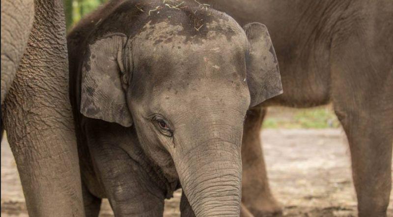 Oregon Zoo Says Youngest Elephant, Lily, Dies Suddenly From Virus