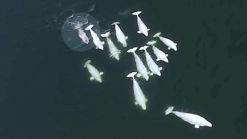 This Band of Beluga Whales Has a Special ‘Adopted’ Buddy, Can You Spot It?