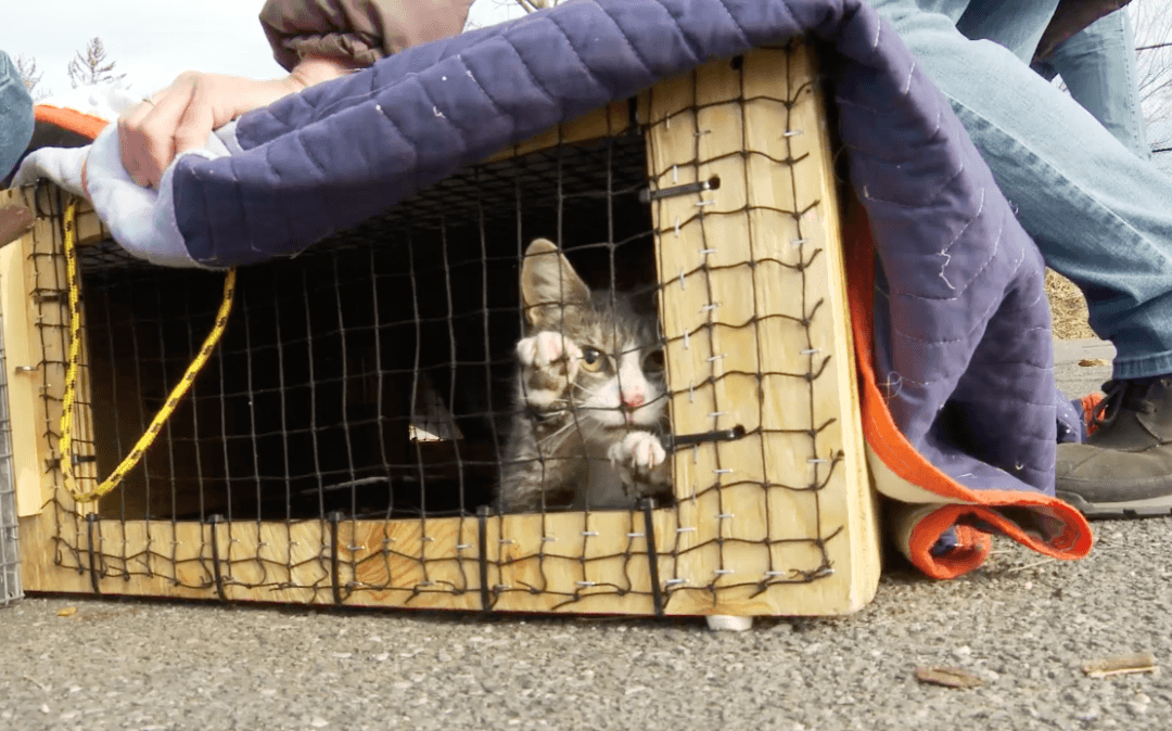 The Cat Rescuers: Fighting for Felines