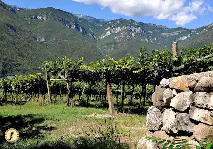 Pinot Grigio Continues to Rise