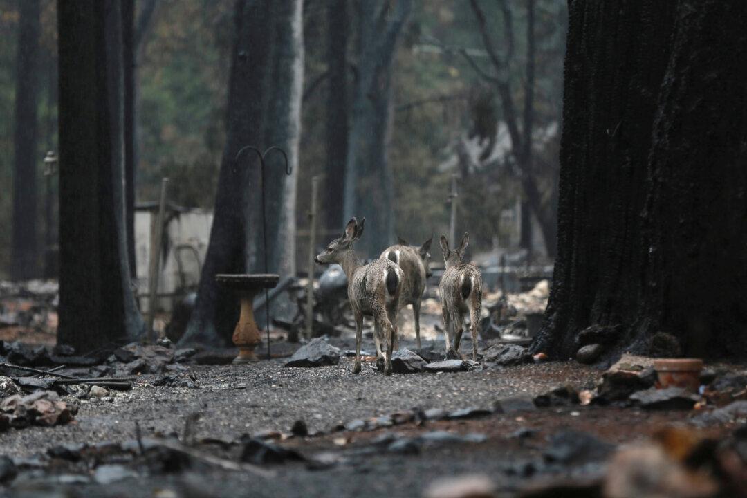 Parts of Ravaged Paradise Open for First Time Since California Wildfire