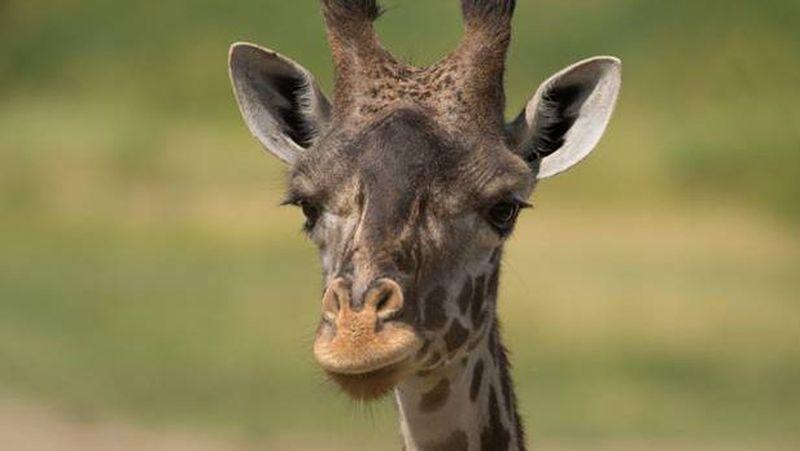 Giraffe Dies Following Rare C-section at Ohio Zoo, Officials Say