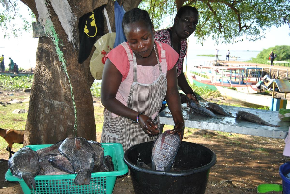 Chinese Fish Imports Hurting Kenyan Fish Traders