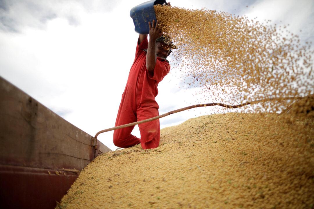China Makes First Major Buy of US Soybeans Since Trade War Truce