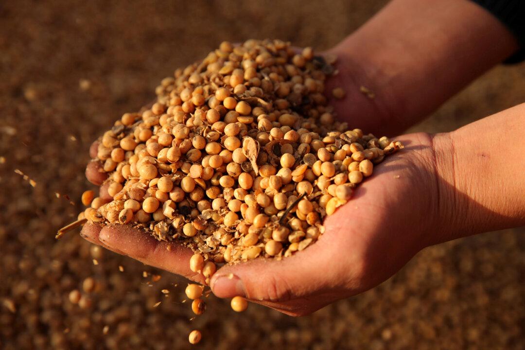 Trump Says China ‘Back in the Market’ for US Soybeans