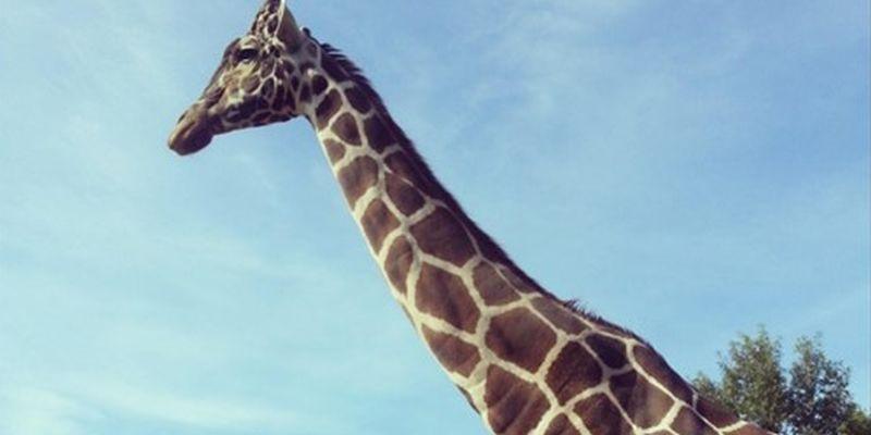 21-Year-Old Giraffe Duke Euthanized by Jacksonville Zoo: Reports
