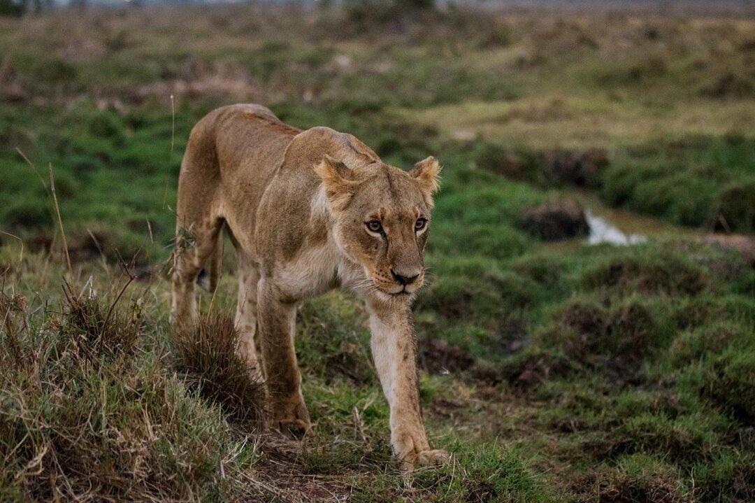 Four Lions Take Over Busy South African Road, Video Shows