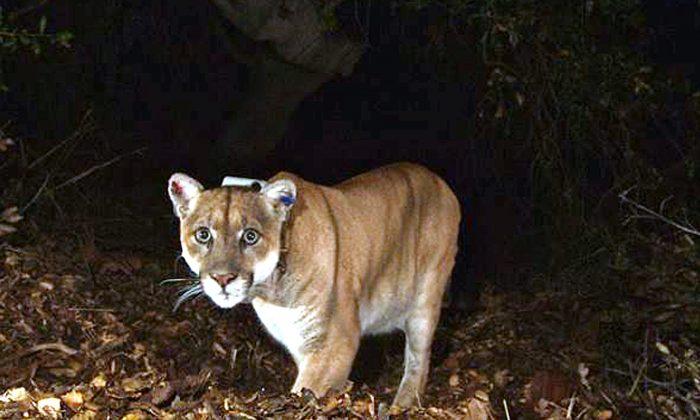 Officials Shoot Mountain Lion That Pounced On and Ate Dog During Walk