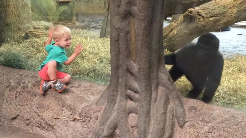 Baby gorilla plays peek-a-boo with toddler at Ohio zoo