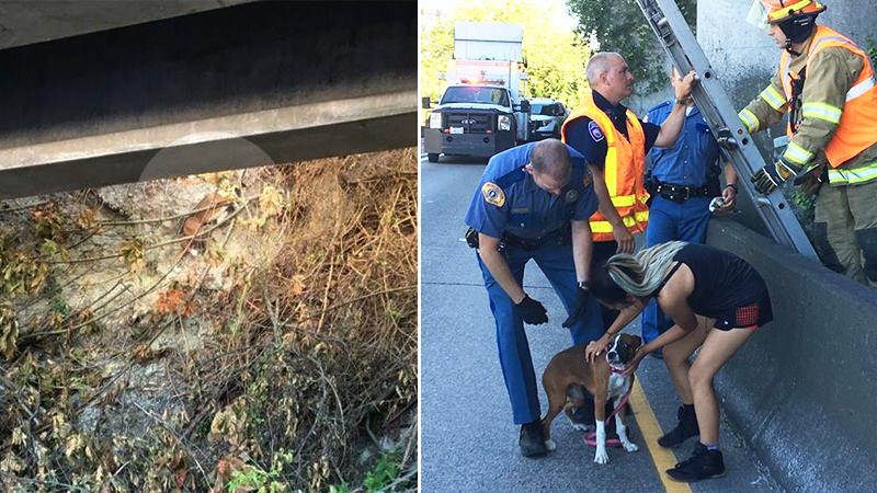 Homeless man puts safety at risk by offering to climb up steep cliff to rescue stranded dog
